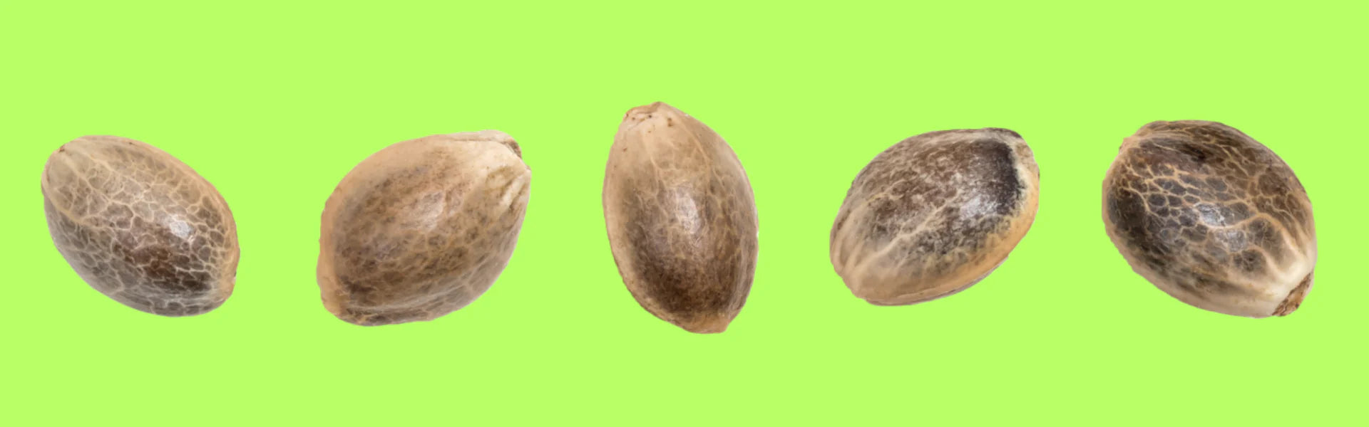 Grow Shop Cannabis Pflanzen auf grünem Hintergrund