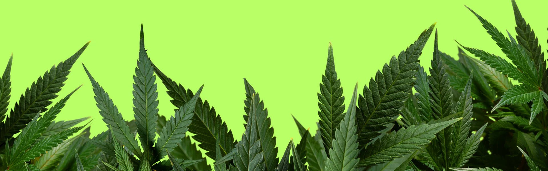 Grow Shop Cannabis Pflanzen auf grünem Hintergrund