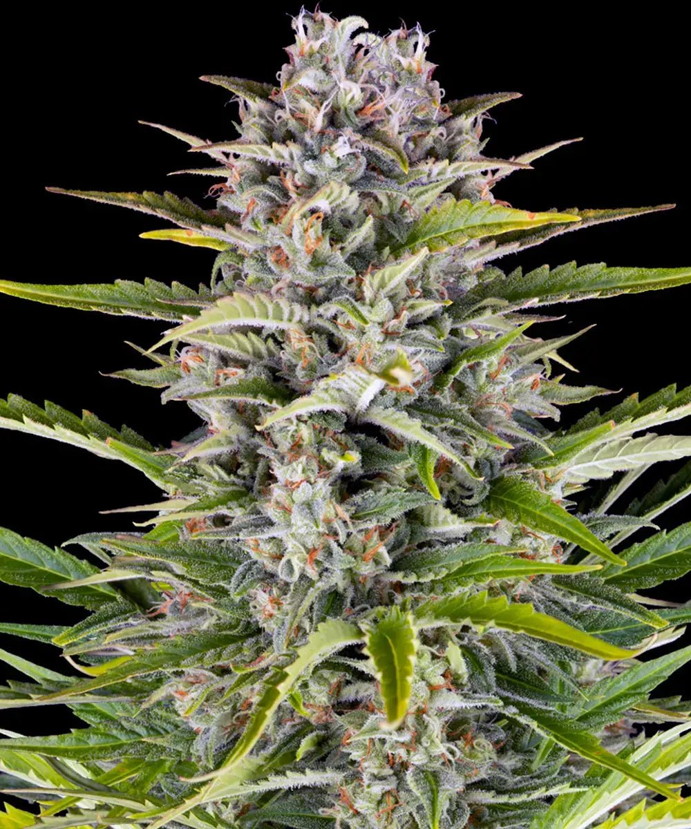 Gorilla Zkittlez Auto