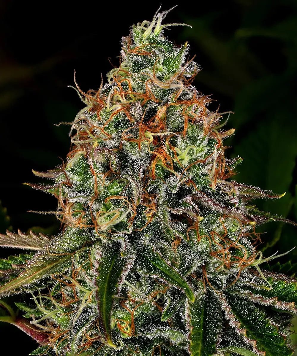 Tangerine Dream Auto