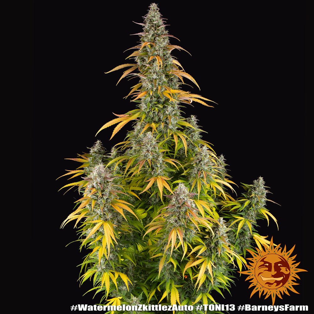 Watermelon Zkittlez Auto