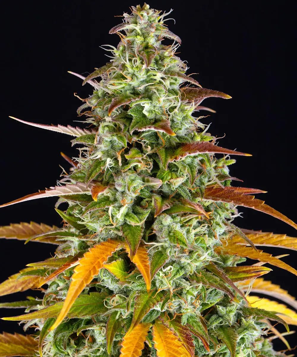 Watermelon Zkittlez Auto